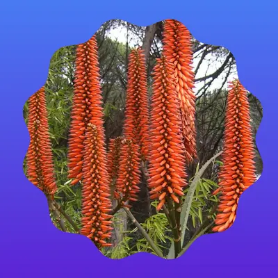 Cape Aloe