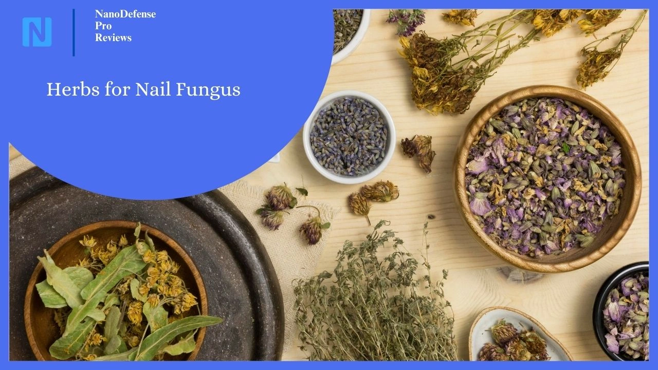 herbs for nail fungus